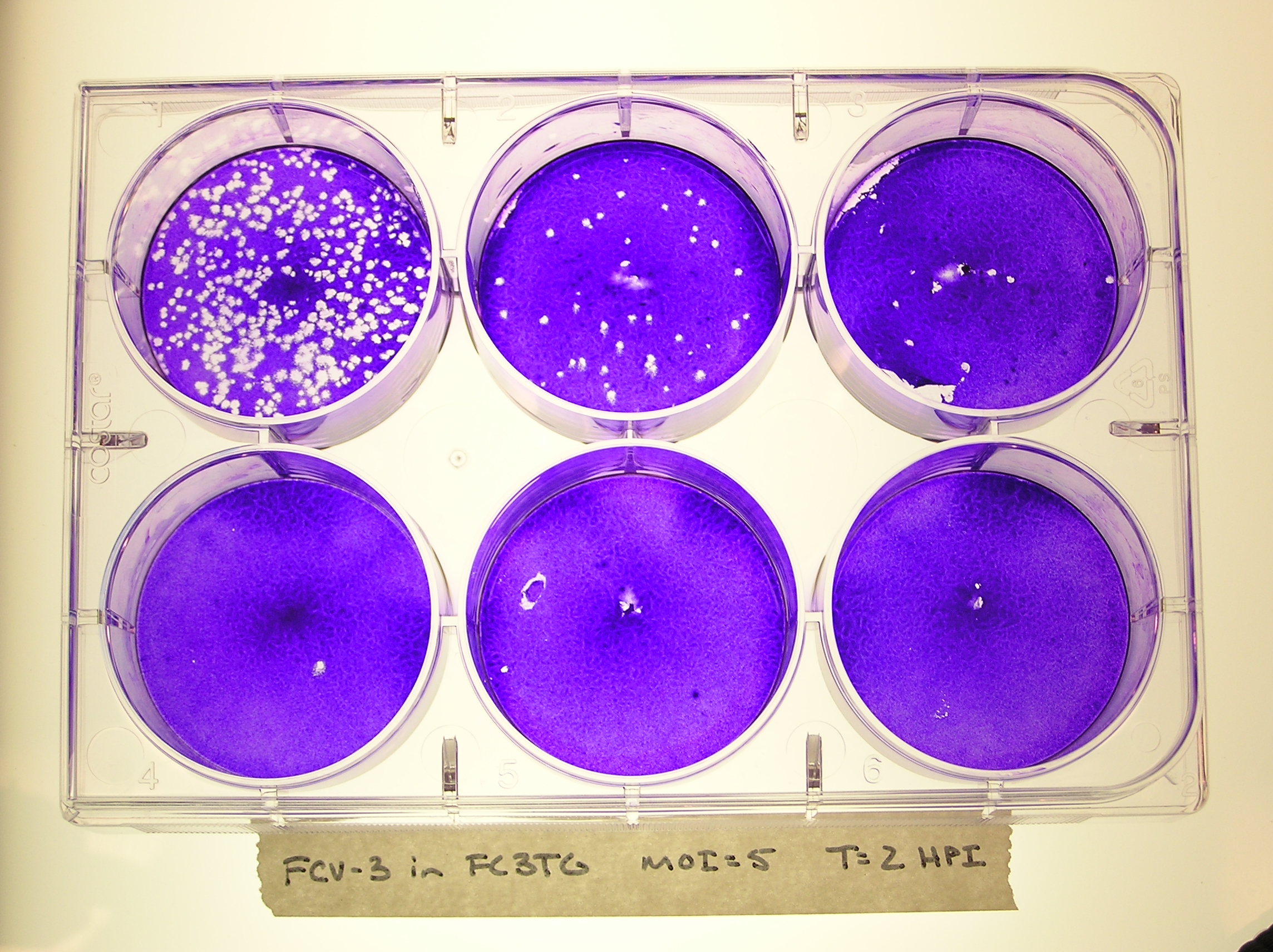 Feline Calicivirus Cornell University College of Veterinary Medicine